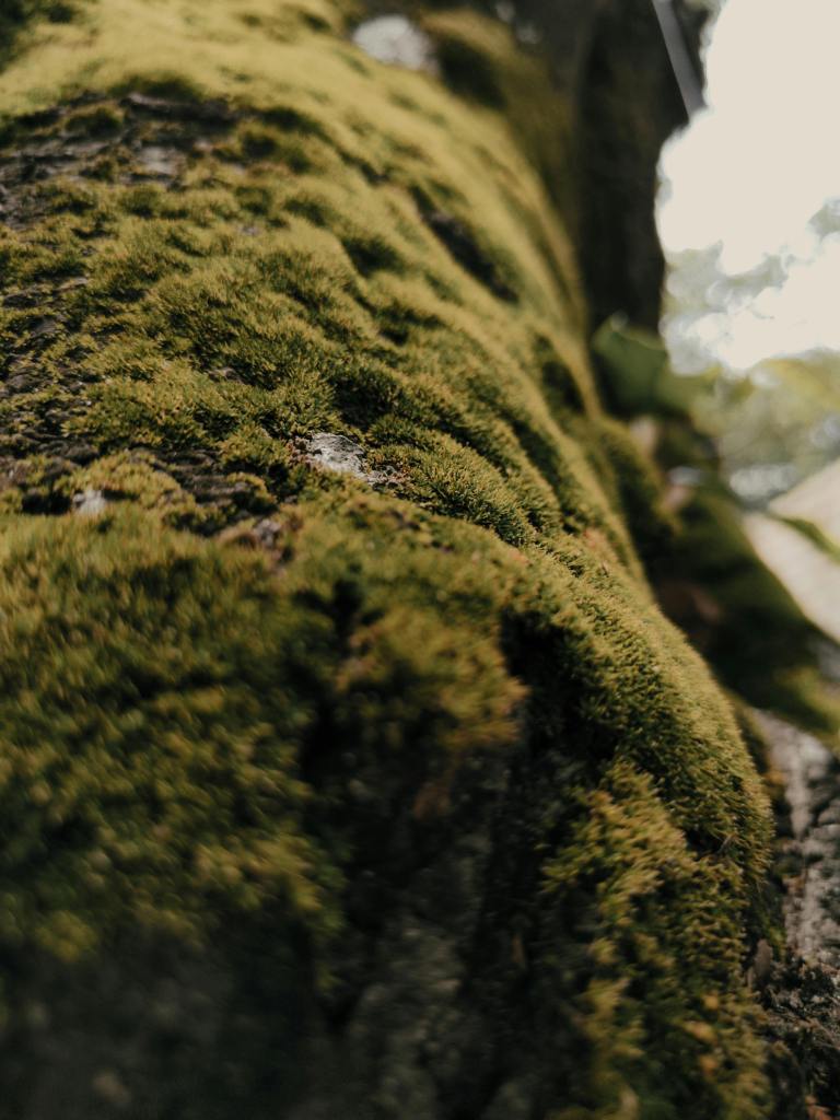 Mossy log